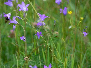 004-колокольчики.jpg (3223 просмотра) <a class='original' href='./download/file.php?id=38406&mode=view' target=_blank>Загрузить оригинал (450.17 КБ)</a>