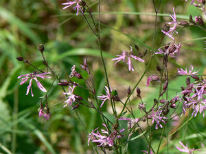 008-паутинка.jpg (3223 просмотра) <a class='original' href='./download/file.php?id=38407&mode=view' target=_blank>Загрузить оригинал (322.87 КБ)</a>