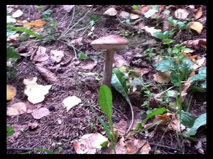 image.jpg (2578 просмотров) <a class='original' href='./download/file.php?id=38417&mode=view' target=_blank>Загрузить оригинал (363.25 КБ)</a>