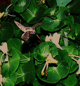 оно.JPG (2533 просмотра) <a class='original' href='./download/file.php?id=38452&mode=view' target=_blank>Загрузить оригинал (112.16 КБ)</a>