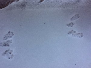 image.jpg (2479 просмотров) <a class='original' href='./download/file.php?id=38474&mode=view' target=_blank>Загрузить оригинал (137.54 КБ)</a>