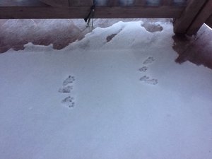 image.jpg (2474 просмотра) <a class='original' href='./download/file.php?id=38479&mode=view' target=_blank>Загрузить оригинал (124.45 КБ)</a>