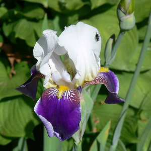 Ирис02.jpg (2118 просмотров) <a class='original' href='./download/file.php?id=38490&mode=view' target=_blank>Загрузить оригинал (284.28 КБ)</a>