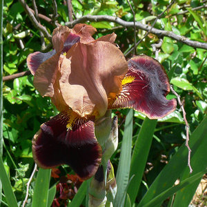 P1090503.jpg (2118 просмотров) <a class='original' href='./download/file.php?id=38491&mode=view' target=_blank>Загрузить оригинал (351.66 КБ)</a>