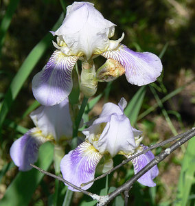 P1090504.jpg (2118 просмотров) <a class='original' href='./download/file.php?id=38492&mode=view' target=_blank>Загрузить оригинал (401.91 КБ)</a>