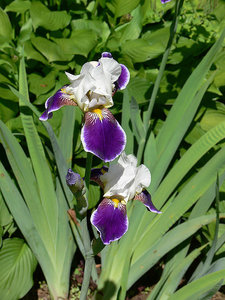 P1090505.jpg (2118 просмотров) <a class='original' href='./download/file.php?id=38493&mode=view' target=_blank>Загрузить оригинал (223.42 КБ)</a>