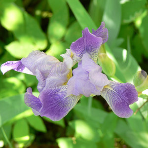 P1090508.jpg (2118 просмотров) <a class='original' href='./download/file.php?id=38494&mode=view' target=_blank>Загрузить оригинал (249.44 КБ)</a>