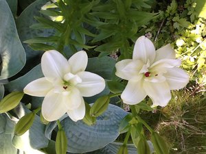 image.jpg (2110 просмотров) <a class='original' href='./download/file.php?id=38498&mode=view' target=_blank>Загрузить оригинал (221.82 КБ)</a>