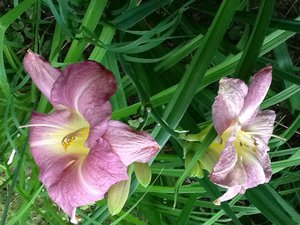 image.jpg (2110 просмотров) <a class='original' href='./download/file.php?id=38500&mode=view' target=_blank>Загрузить оригинал (272.18 КБ)</a>