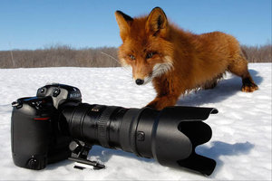 Лисичка (2081 просмотр) <a class='original' href='./download/file.php?id=38522&mode=view' target=_blank>Загрузить оригинал (149.7 КБ)</a>