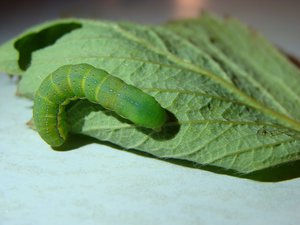 Фото00002.jpg (2042 просмотра) <a class='original' href='./download/file.php?id=38556&mode=view' target=_blank>Загрузить оригинал (503.47 КБ)</a>