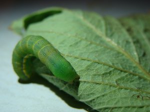 Фото00003.jpg (2042 просмотра) <a class='original' href='./download/file.php?id=38557&mode=view' target=_blank>Загрузить оригинал (481.38 КБ)</a>