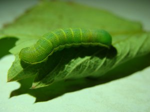 Фото00004.jpg (2042 просмотра) <a class='original' href='./download/file.php?id=38558&mode=view' target=_blank>Загрузить оригинал (429.34 КБ)</a>