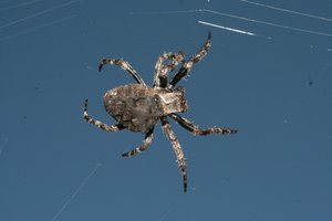 Фото00006.jpg (2042 просмотра) <a class='original' href='./download/file.php?id=38560&mode=view' target=_blank>Загрузить оригинал (436.98 КБ)</a>