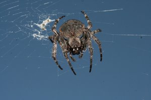 Фото00008.jpg (2042 просмотра) <a class='original' href='./download/file.php?id=38562&mode=view' target=_blank>Загрузить оригинал (468.64 КБ)</a>