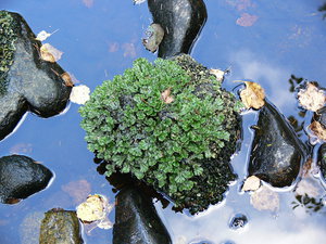 камень в реке.jpg (2547 просмотров) <a class='original' href='./download/file.php?id=38612&mode=view' target=_blank>Загрузить оригинал (342.84 КБ)</a>