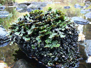 камень в реке - 2.jpg (2547 просмотров) <a class='original' href='./download/file.php?id=38613&mode=view' target=_blank>Загрузить оригинал (357.77 КБ)</a>