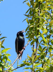 скворец01.jpg (2539 просмотров) <a class='original' href='./download/file.php?id=38615&mode=view' target=_blank>Загрузить оригинал (488.95 КБ)</a>