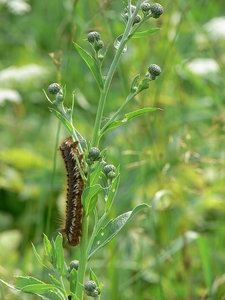 гусеница.jpg (2539 просмотров) <a class='original' href='./download/file.php?id=38617&mode=view' target=_blank>Загрузить оригинал (444.83 КБ)</a>