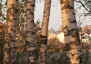 06-002.jpg (2516 просмотров) <a class='original' href='./download/file.php?id=38762&mode=view' target=_blank>Загрузить оригинал (144.71 КБ)</a>