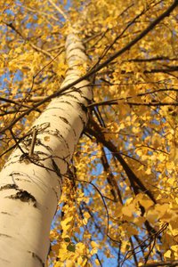 06-003.jpg (2516 просмотров) <a class='original' href='./download/file.php?id=38763&mode=view' target=_blank>Загрузить оригинал (189.2 КБ)</a>