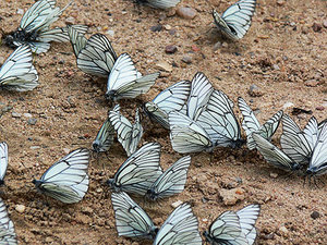 120610-05m.jpg (2494 просмотра) <a class='original' href='./download/file.php?id=38788&mode=view' target=_blank>Загрузить оригинал (112.78 КБ)</a>