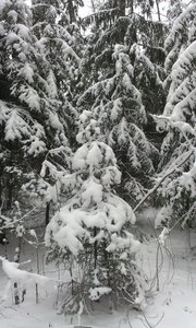 IMAG0910.jpg (2788 просмотров) <a class='original' href='./download/file.php?id=39630&mode=view' target=_blank>Загрузить оригинал (1.12 МБ)</a>