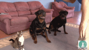 doc170717318_365804006.gif (1408 просмотров) <a class='original' href='./download/file.php?id=43055&mode=view' target=_blank>Загрузить оригинал (4.97 МБ)</a>