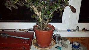 20150216_191726.jpg (2002 просмотра) <a class='original' href='./download/file.php?id=43248&mode=view' target=_blank>Загрузить оригинал (225.12 КБ)</a>