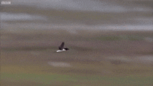 1425454559-7e443f3295258033a820774141fc7c8e.gif (1444 просмотра) <a class='original' href='./download/file.php?id=44535&mode=view' target=_blank>Загрузить оригинал (1.98 МБ)</a>