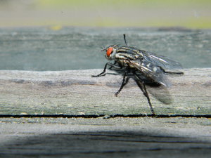 DSCN0731.JPG (3048 просмотров) <a class='original' href='./download/file.php?id=44924&mode=view' target=_blank>Загрузить оригинал (5.69 МБ)</a>