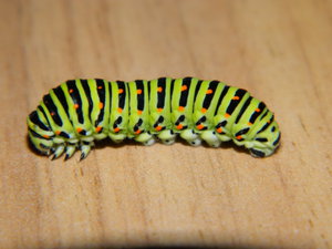 DSCN0978.JPG (3048 просмотров) <a class='original' href='./download/file.php?id=44926&mode=view' target=_blank>Загрузить оригинал (5.23 МБ)</a>