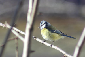 019.jpg (3004 просмотра) <a class='original' href='./download/file.php?id=45296&mode=view' target=_blank>Загрузить оригинал (325.94 КБ)</a>