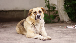 DSC04379.jpg (2981 просмотр) <a class='original' href='./download/file.php?id=45382&mode=view' target=_blank>Загрузить оригинал (783.41 КБ)</a>