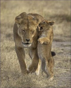 Львы.jpg (1240 просмотров) <a class='original' href='./download/file.php?id=45512&mode=view' target=_blank>Загрузить оригинал (65.26 КБ)</a>