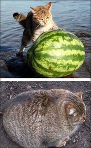 fotoprikol-17042015-066.jpg (2606 просмотров) <a class='original' href='./download/file.php?id=48302&mode=view' target=_blank>Загрузить оригинал (72.12 КБ)</a>