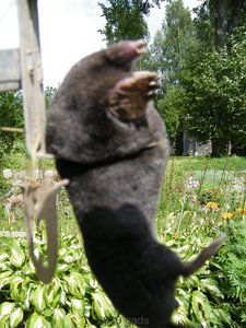 DSCF0629.JPG (1955 просмотров) <a class='original' href='./download/file.php?id=48508&mode=view' target=_blank>Загрузить оригинал (1.63 МБ)</a>