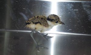 20150504_152004.jpg (1904 просмотра) <a class='original' href='./download/file.php?id=49558&mode=view' target=_blank>Загрузить оригинал (177.69 КБ)</a>