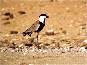 000pxe8w.jpg (1895 просмотров) <a class='original' href='./download/file.php?id=49561&mode=view' target=_blank>Загрузить оригинал (143.22 КБ)</a>