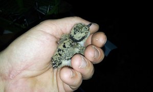 20150505_001314.jpg (1784 просмотра) <a class='original' href='./download/file.php?id=49594&mode=view' target=_blank>Загрузить оригинал (100.87 КБ)</a>