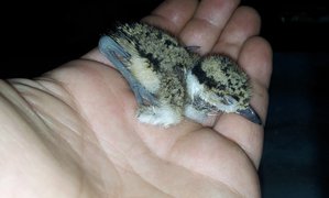 20150505_003824.jpg (1784 просмотра) <a class='original' href='./download/file.php?id=49597&mode=view' target=_blank>Загрузить оригинал (110.05 КБ)</a>