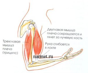 мышца руки.jpg (6292 просмотра) <a class='original' href='./download/file.php?id=5029&mode=view' target=_blank>Загрузить оригинал (21.77 КБ)</a>