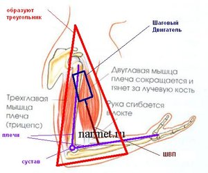 мышца руки как прототип сустава с актуатором.JPG (6292 просмотра) <a class='original' href='./download/file.php?id=5030&mode=view' target=_blank>Загрузить оригинал (32.97 КБ)</a>