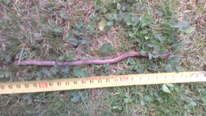 дача, газон, обитатель, (2083 просмотра) <a class='original' href='./download/file.php?id=50493&mode=view' target=_blank>Загрузить оригинал (828.81 КБ)</a>