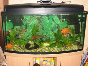 IMG_4250.jpg (3204 просмотра) <a class='original' href='./download/file.php?id=50943&mode=view' target=_blank>Загрузить оригинал (719.74 КБ)</a>