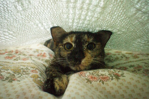 DSC08103.jpg (4590 просмотров) <a class='original' href='./download/file.php?id=52438&mode=view' target=_blank>Загрузить оригинал (1.08 МБ)</a>