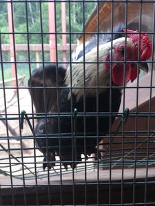 DSC_4078.jpg (1846 просмотров) <a class='original' href='./download/file.php?id=53579&mode=view' target=_blank>Загрузить оригинал (2.18 МБ)</a>