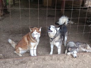 DSC_4080.jpg (1846 просмотров) <a class='original' href='./download/file.php?id=53580&mode=view' target=_blank>Загрузить оригинал (3.17 МБ)</a>