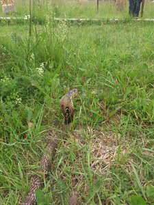 DSC_4095.jpg (1846 просмотров) <a class='original' href='./download/file.php?id=53585&mode=view' target=_blank>Загрузить оригинал (3.95 МБ)</a>