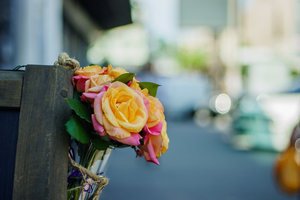 rose-04672.jpg (7435 просмотров) <a class='original' href='./download/file.php?id=54448&mode=view' target=_blank>Загрузить оригинал (6.42 МБ)</a>